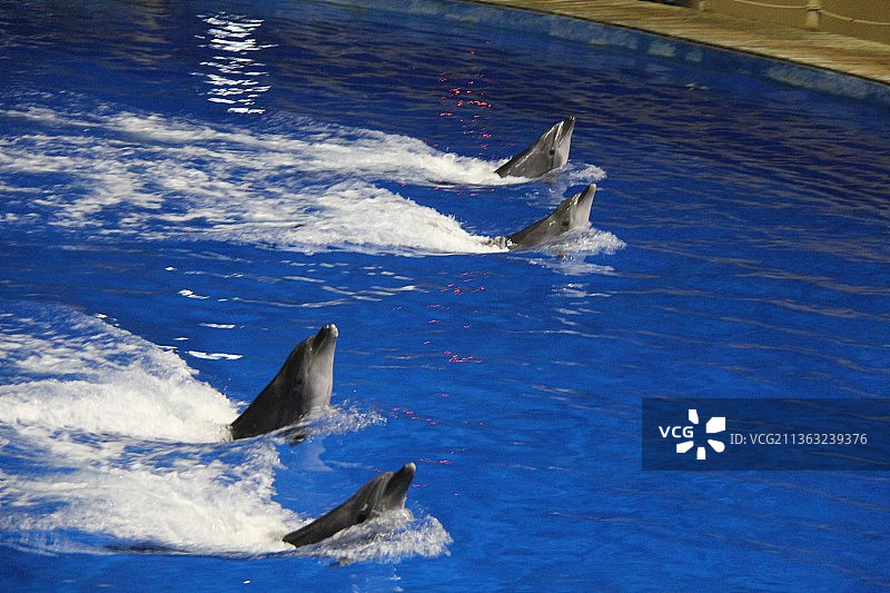 北京海洋馆海洋剧场：海豚表演图片素材