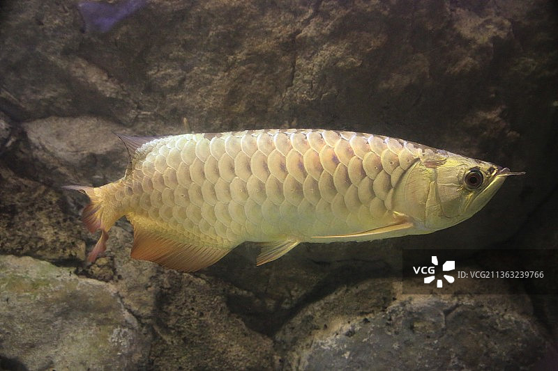 北京海洋馆：过背金龙图片素材