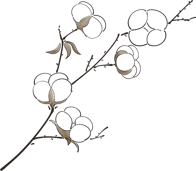 棉花图片素材