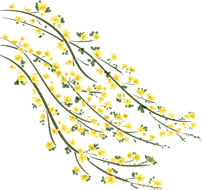 迎春花图片素材