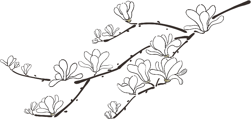 玉兰花图片素材