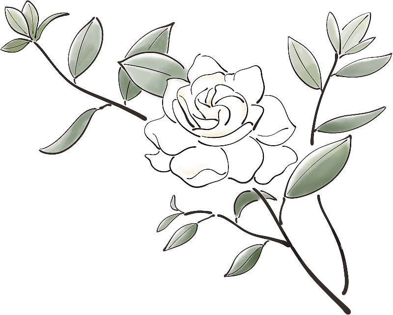 栀子花图片素材