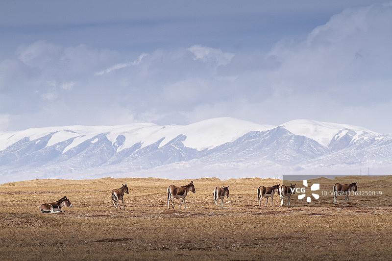 雪山下的藏野驴，玉珠峰，雪山，藏野驴，野驴，草原，哺乳动物，冬天，野生动物，可可西里，三江源国家公园图片素材
