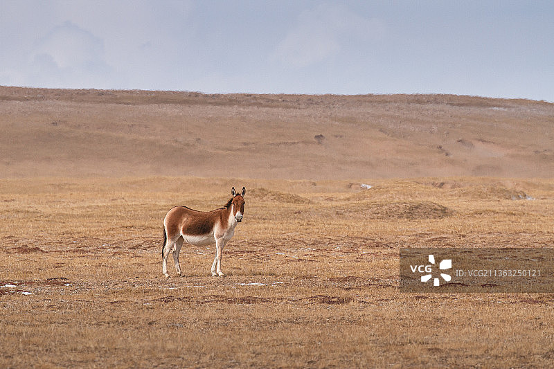 藏野驴，野驴，野生动物，草原，秋天，哺乳动物，动物，无人的，可可西里，三江源国家公园，自然保护区图片素材
