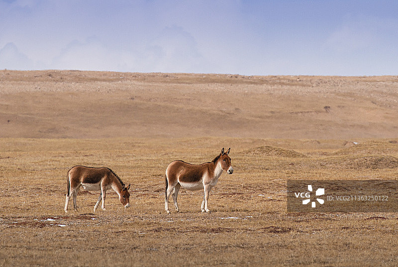 藏野驴，野驴，野生动物，草原，秋天，哺乳动物，动物，无人的，可可西里，三江源国家公园，自然保护区图片素材