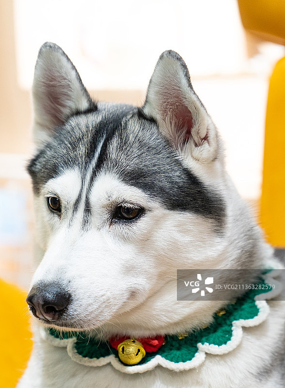 哈士奇图片素材