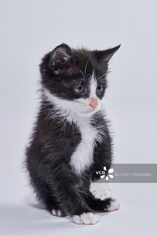 宠物，朋友，宠物狗，猫，小猫图片素材