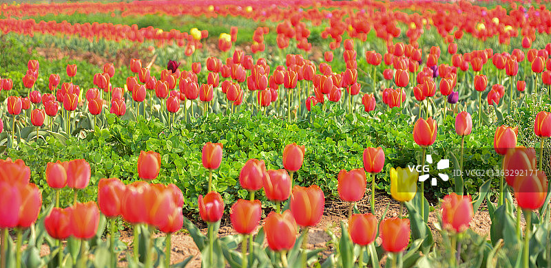 郁金香花海图片素材