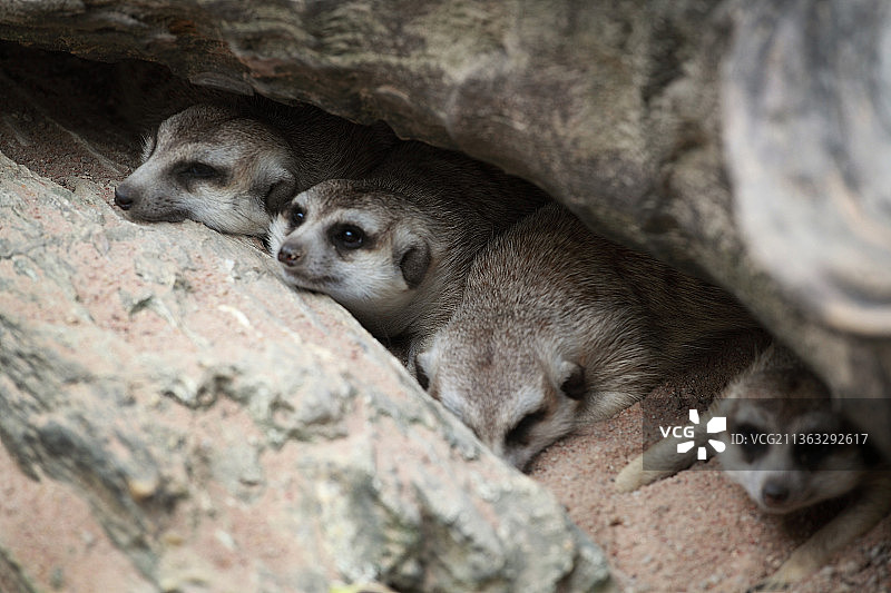 泰国动物园 猫鼬图片素材