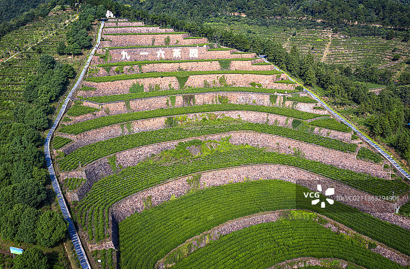 舒城茶园图片素材