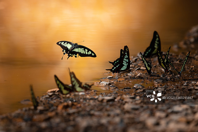 蝶吸水图片素材