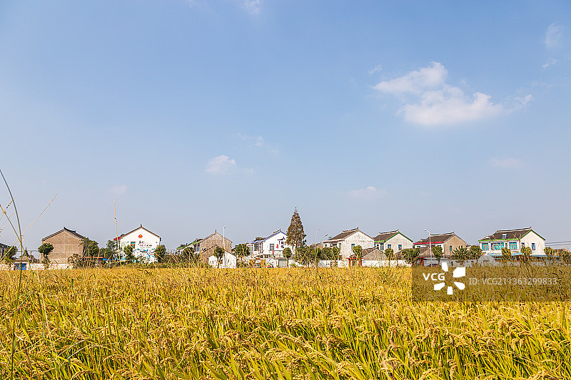 江苏苏州阳澄湖澄林路附近乡村稻田风光图片素材