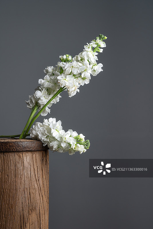 一束白色的紫罗兰插在木纹质感的木墩盆上图片素材