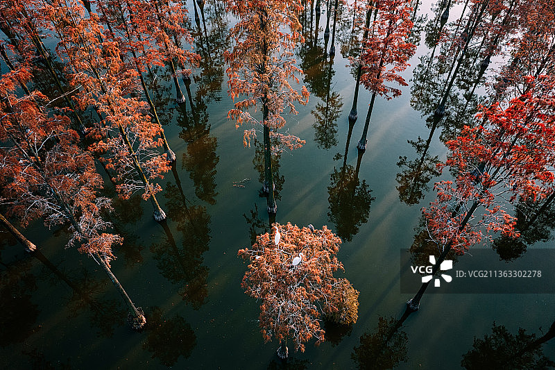 武汉新洲张渡湖湿地森林公园水杉和白鹭图片素材