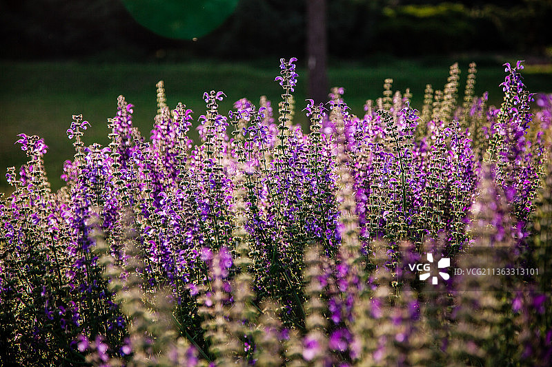 薰衣草特写图片素材