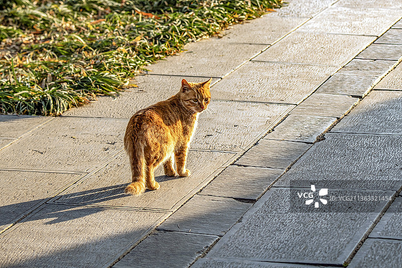 中国第一古刹---洛阳白马寺图片素材