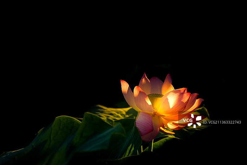 荷花----宝莲灯图片素材