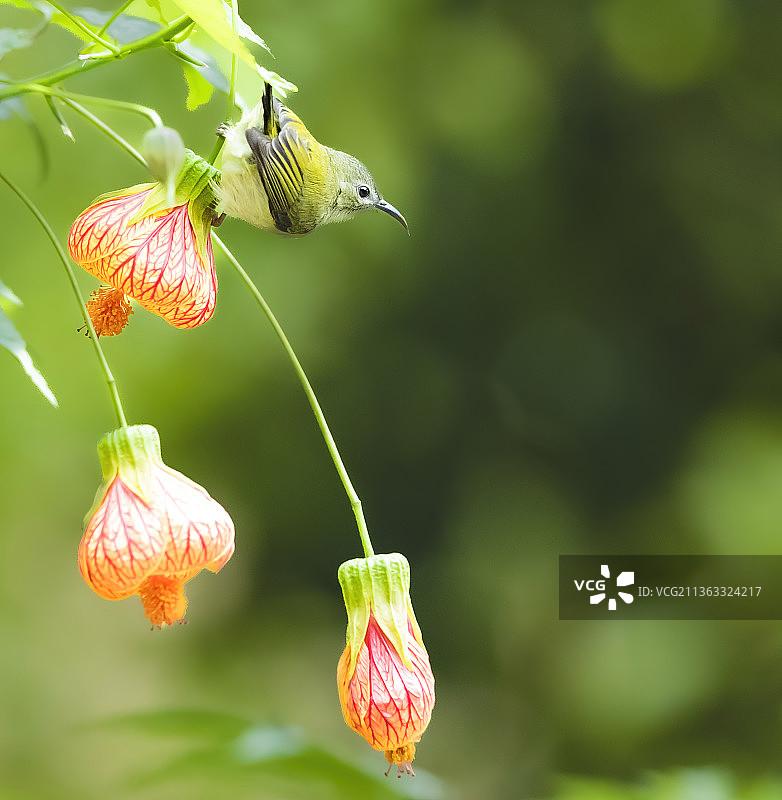 太阳鸟与灯笼花图片素材
