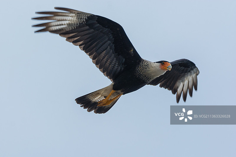 凤头卡拉鹰：在哥伦比亚卡尔达斯省马尼萨莱斯上空的低角度视图图片素材