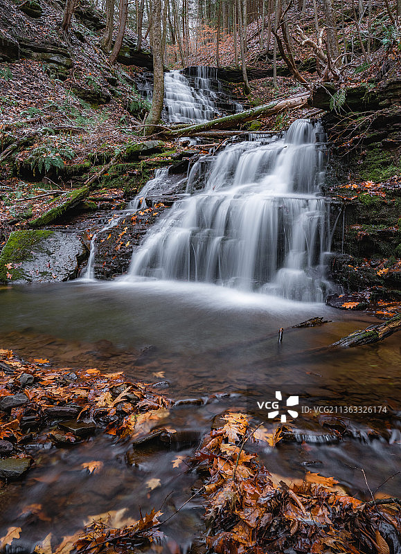 熊跑动，森林瀑布的风景，美国图片素材