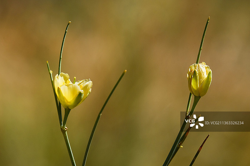 晨曦般柔和，黄色花蕾特写，南非凯莫斯图片素材