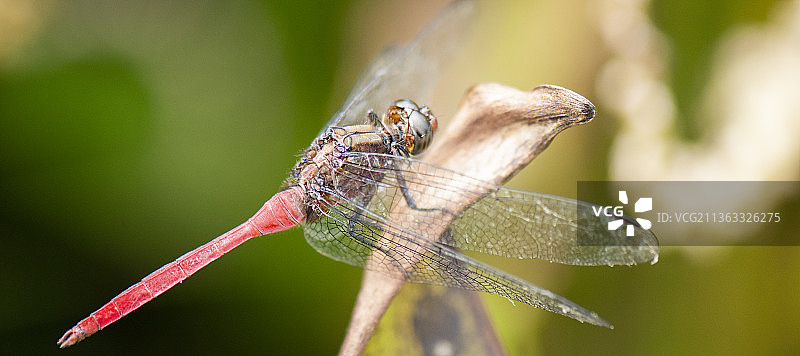 美丽的小蜻蜓，植物上的蜻蜓特写图片素材