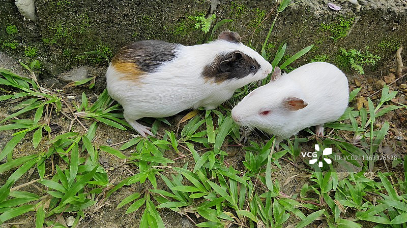 豚鼠宠物，兔子田野高角度视图图片素材