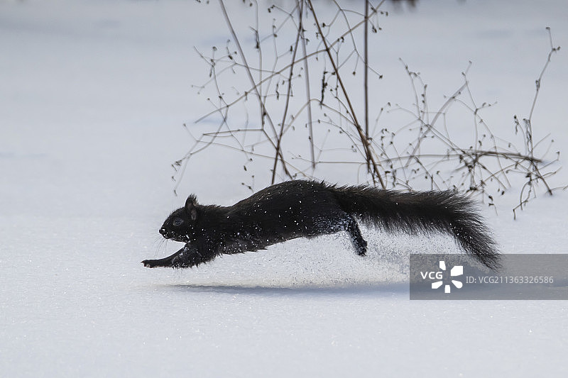 如果我跑得够快就能飞 加拿大渥太华图片素材
