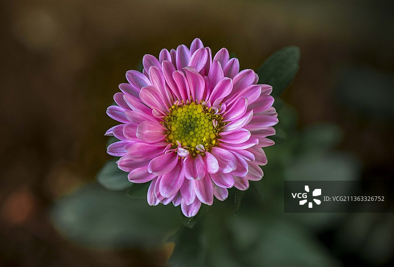 印度奥里萨邦布巴内斯瓦尔粉色花朵特写图片素材