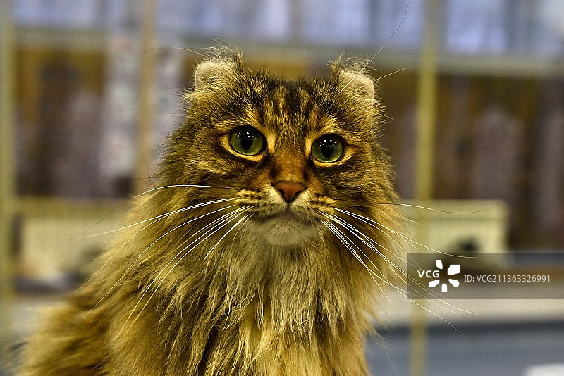 美国卷耳猫图片素材