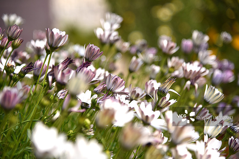 近距离的紫色开花植物在田野图片素材