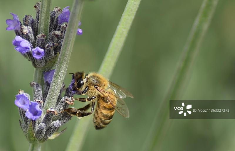 蜜蜂在紫花上授粉的特写，圣地亚哥，智利图片素材