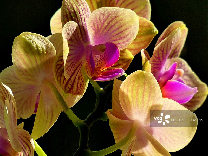 黑色背景下的兰花特写图片素材