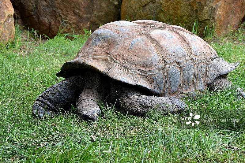 阿尔达布拉象龟图片素材