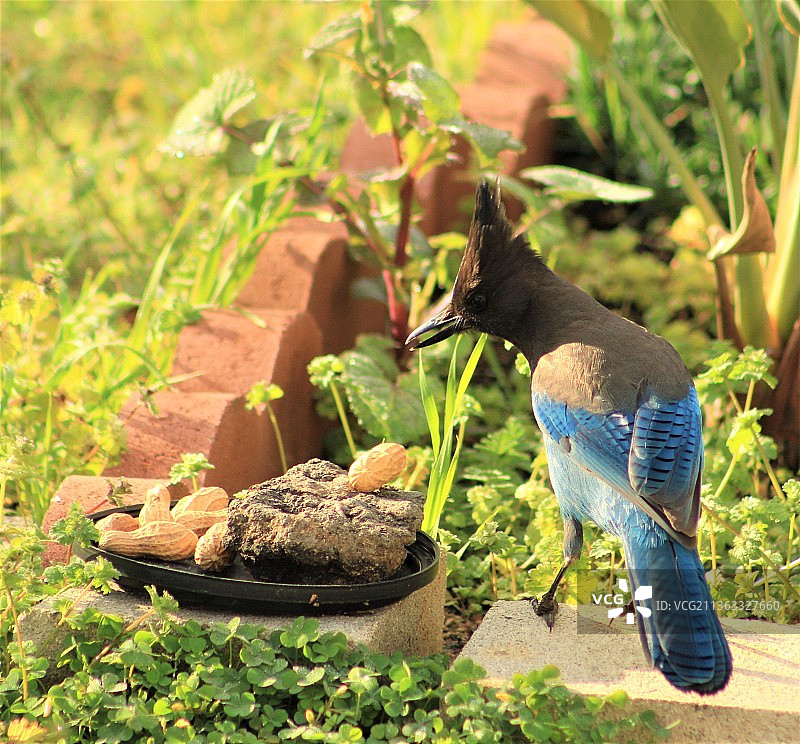 星鸦特写图片素材