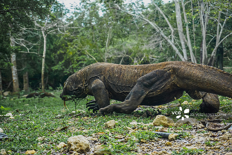 印尼科莫多国家公园林卡岛上的科莫多巨蜥图片素材