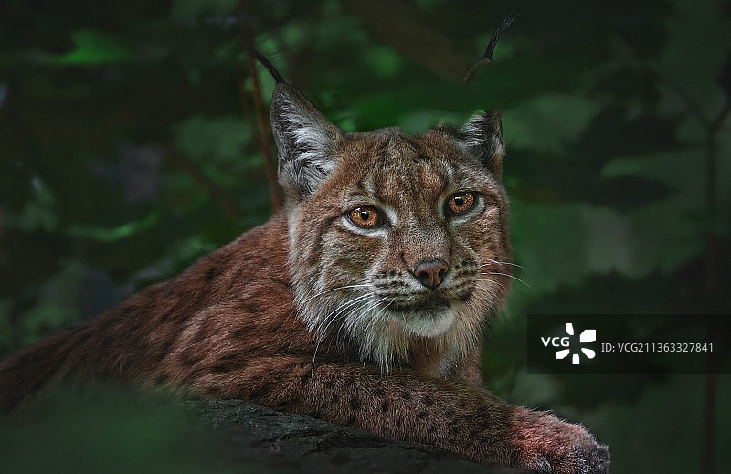 猞猁户外坐姿特写图片素材