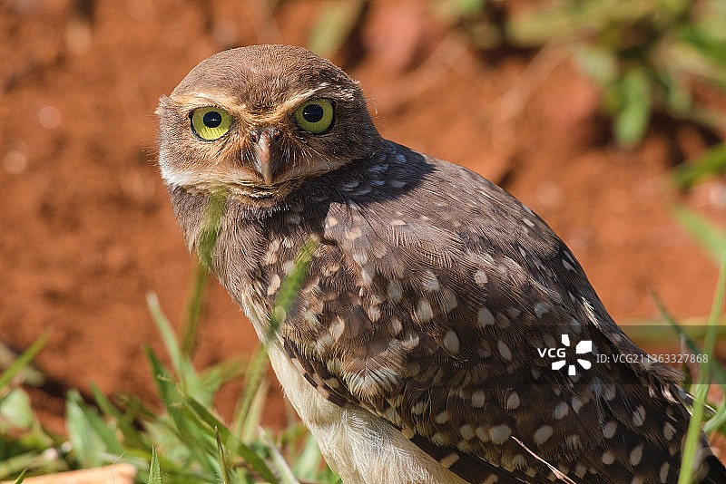 穴鸮特写：栖息在巴西联邦区田野上的穴鸮图片素材