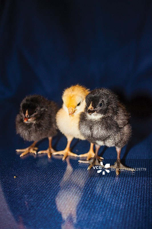 小鸡特写图片素材