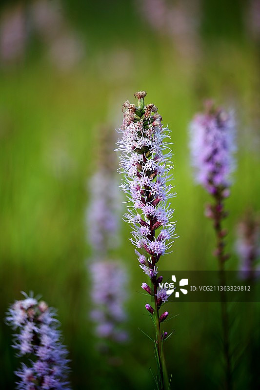 穗花风铃草上蜜蜂特写，美国俄亥俄州图片素材