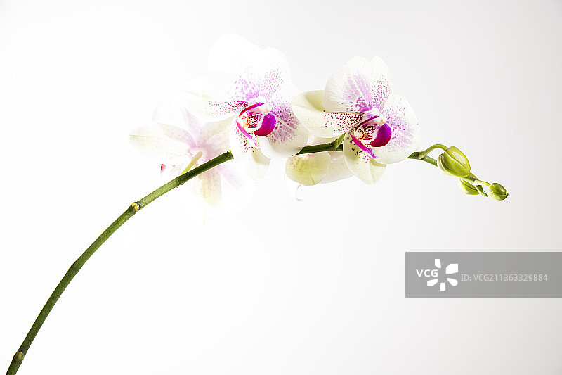 白色背景下的鲜花特写图片素材