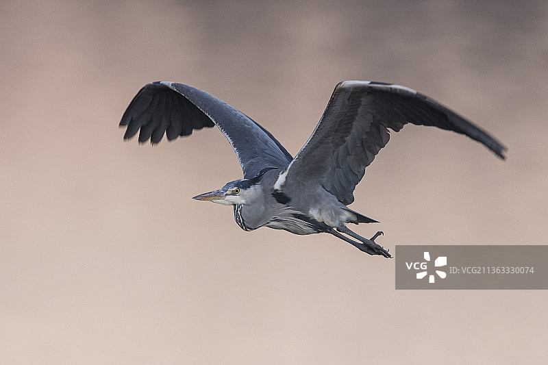 红隼与苍鹭：低角度视角下法国萨克雷上空飞翔的苍鹭图片素材