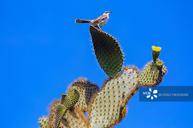 仙人掌树上的嘲鸫，仰视清晰的蓝天图片素材