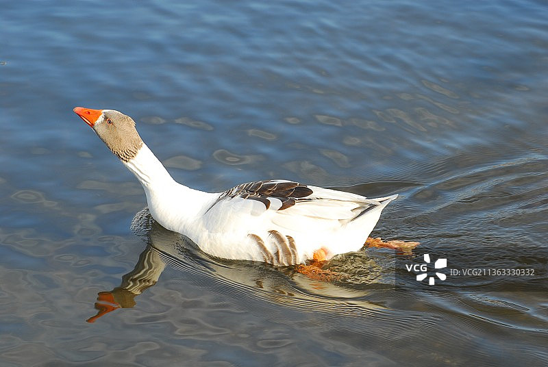 愤怒的鸭子，在湖中游泳的鸭子的高角度视图图片素材