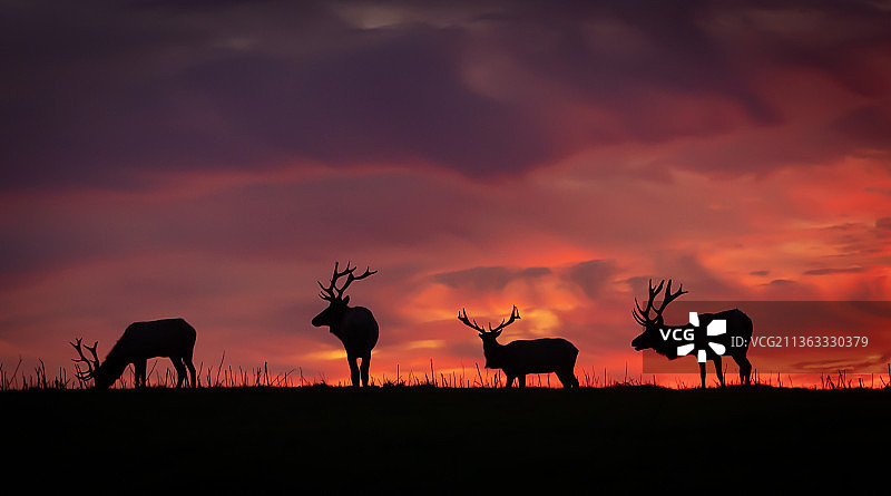 雷耶斯角国家海岸的马鹿剪影图片素材