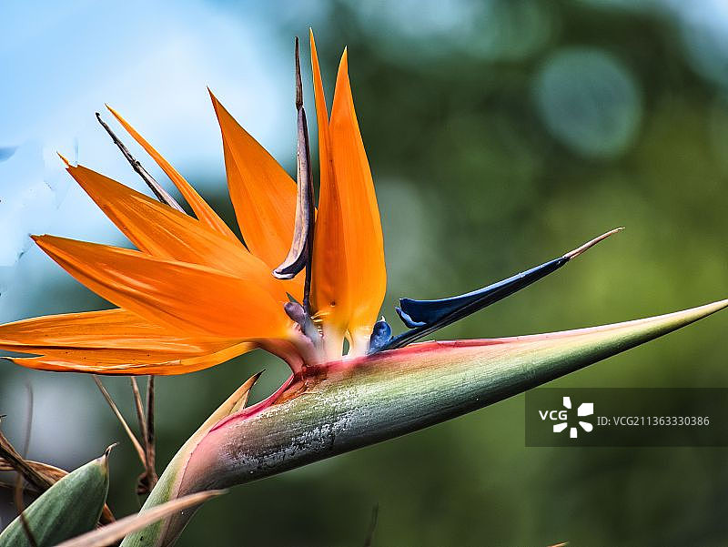 天堂鸟橙色花朵特写图片素材