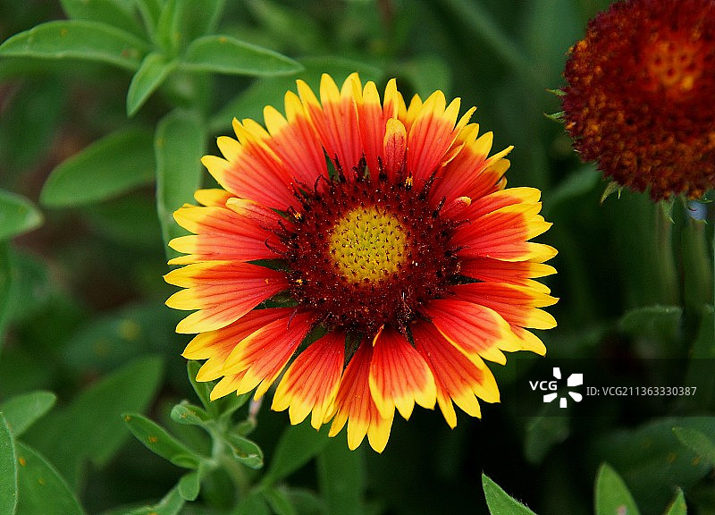 花朵，橙色花朵特写图片素材