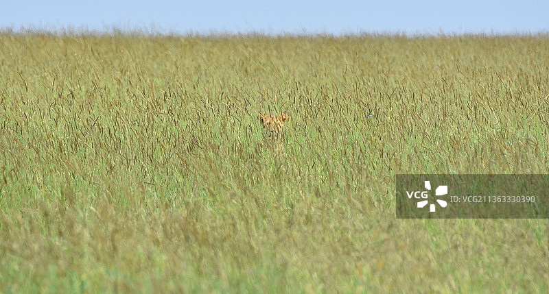 塞伦盖蒂国家公园的幼狮，天空下的原野风光，坦桑尼亚图片素材