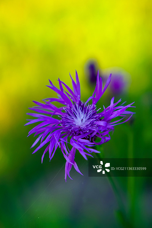 紫花的特写图片素材