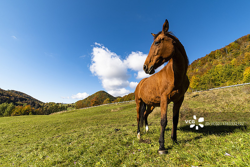 马，站在田野上的马肖像图片素材